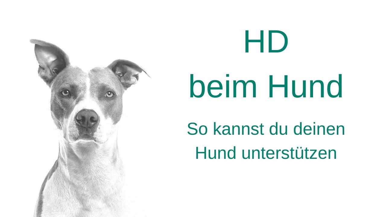 Hüftgelenksdysplasie beim Hund