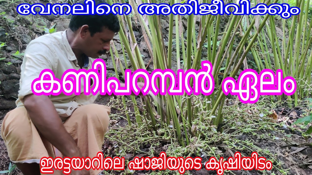 Kaniparamban Cardamom better yeild#antony muniyara VIogs