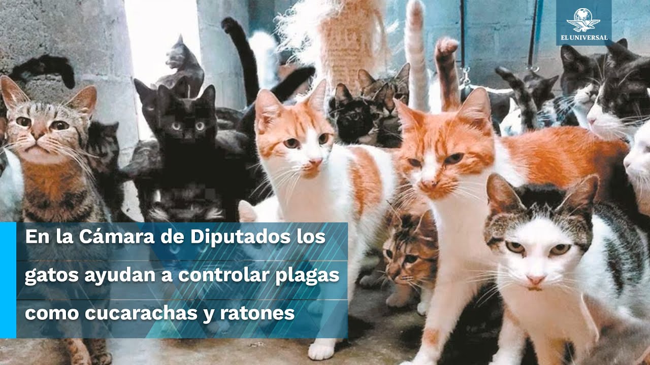 Conoce a los michis parlamentarios de San Lázaro y a su Karen
