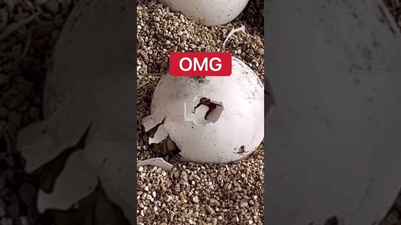 Наш малыш-черепаха вылупился!!!😱🐢 #шорты #животные