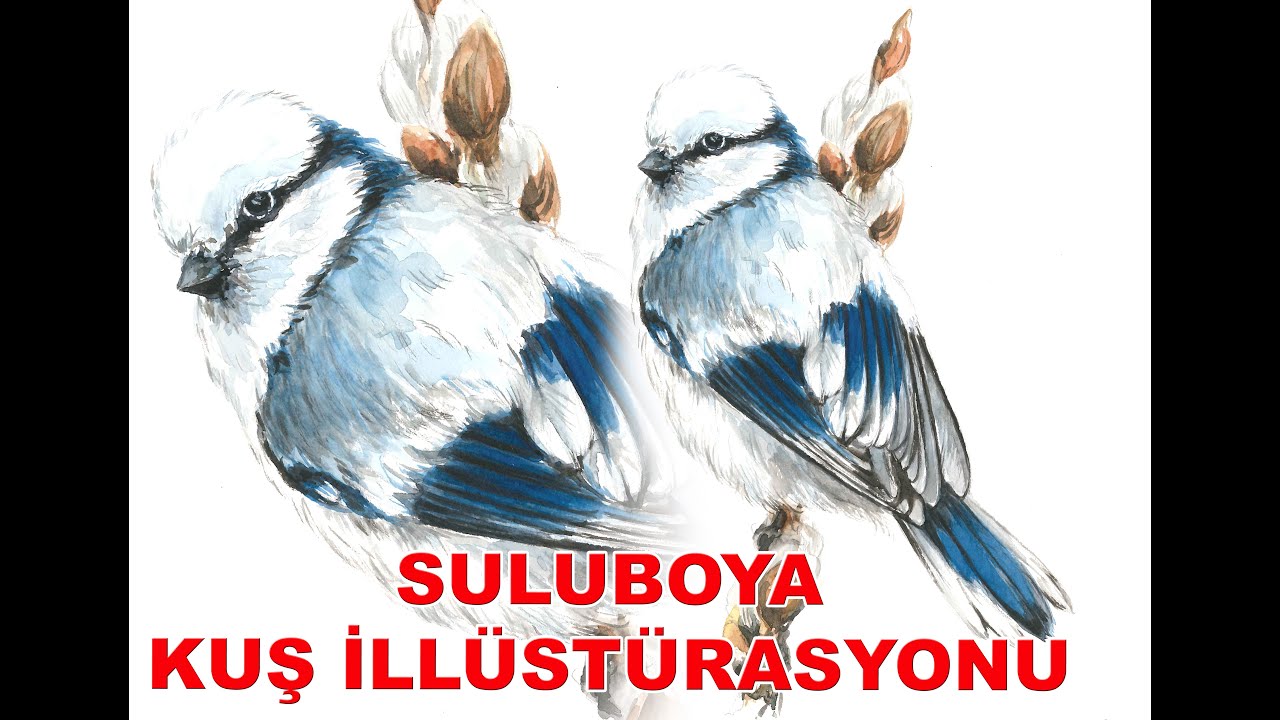 Suluboya Kuş İllüstürasyon