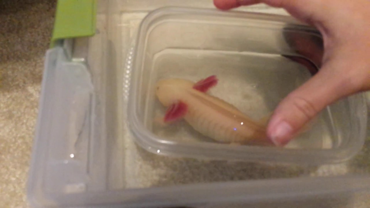 How to do a water change for a tubbed axolotl