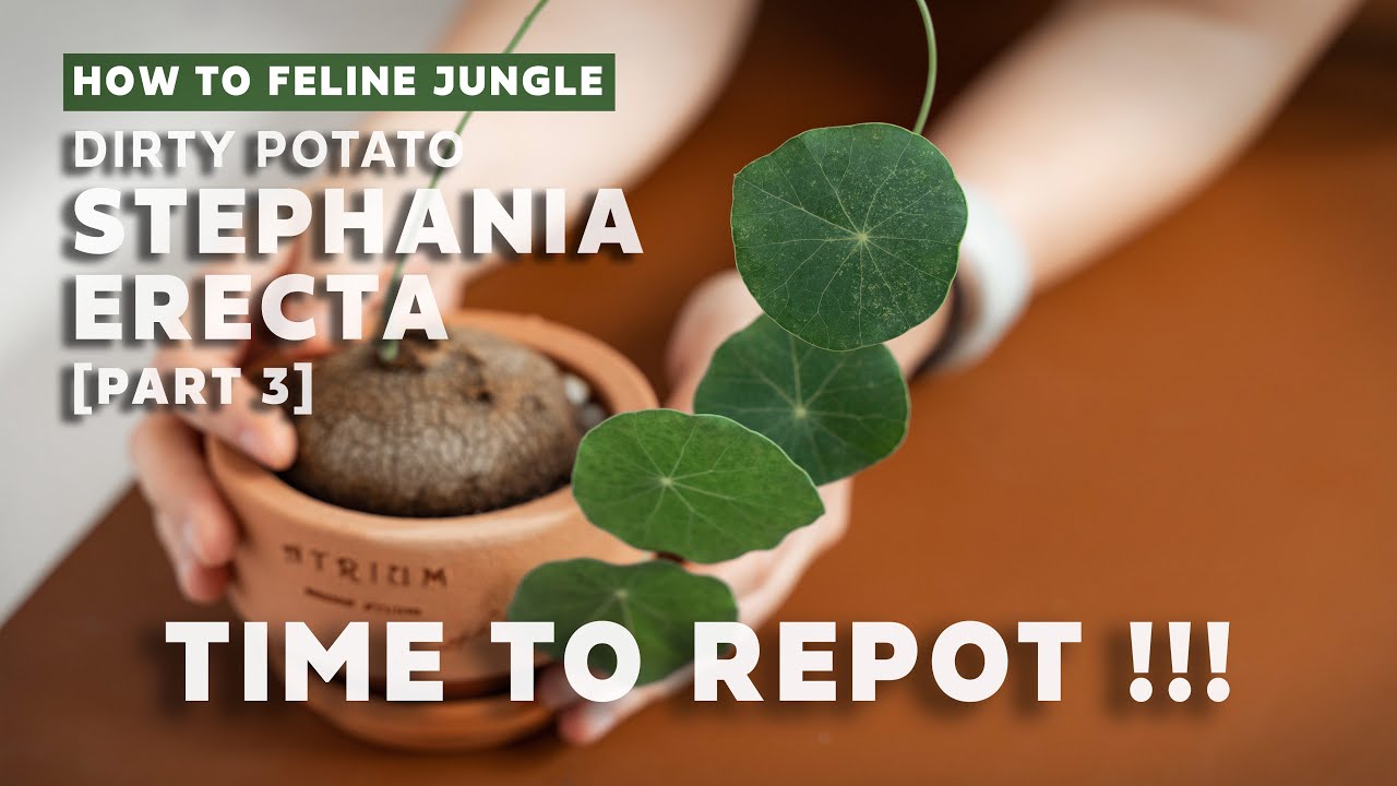 Repotting My Stephania Erecta - Caudex Plant Care & Bulb Growth Update [Part 3]