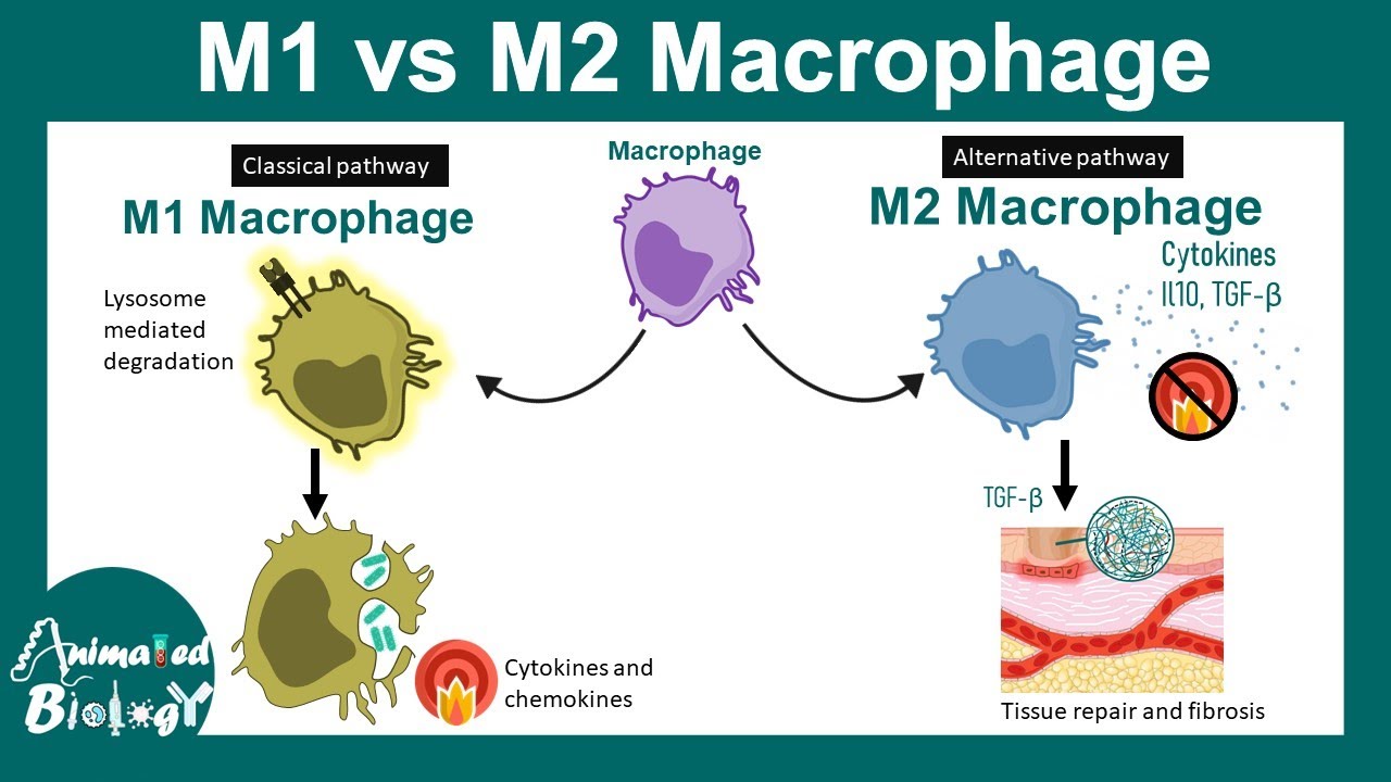 Макрофаги M1 и M2 | Подтипы макрофагов | Клиническое значение макрофагов M1 и M2