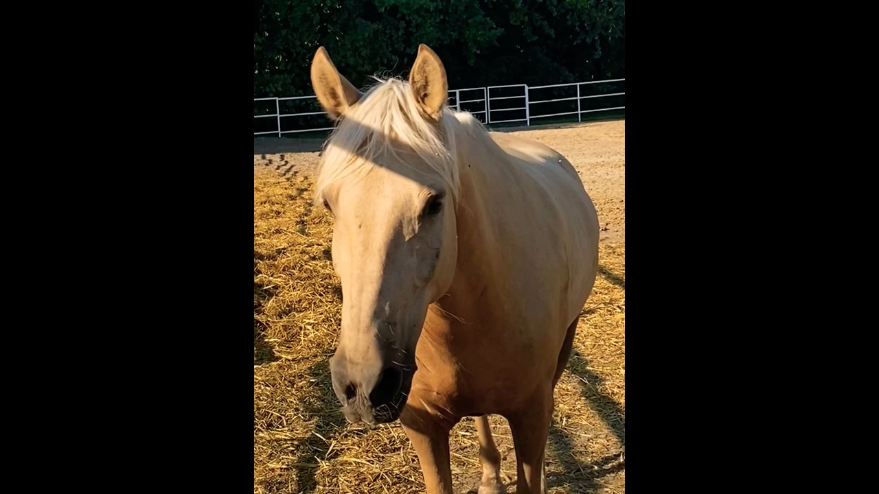 White horse заимка чувашия кони лошади 