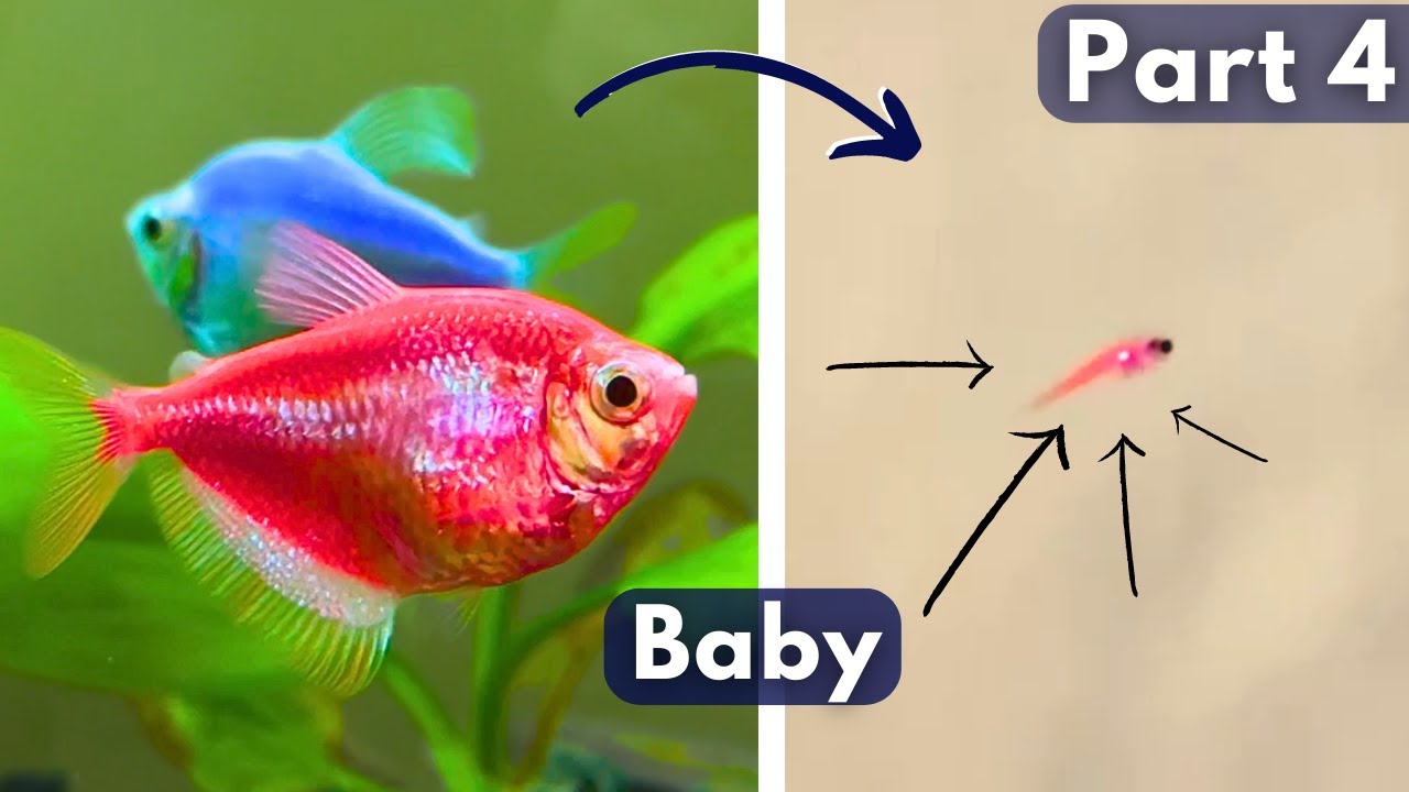 GOOD NEWS - Colour Widow Tetra Fish Breeding - Part 4 | Widow Fish Male Female, Eggs & Baby