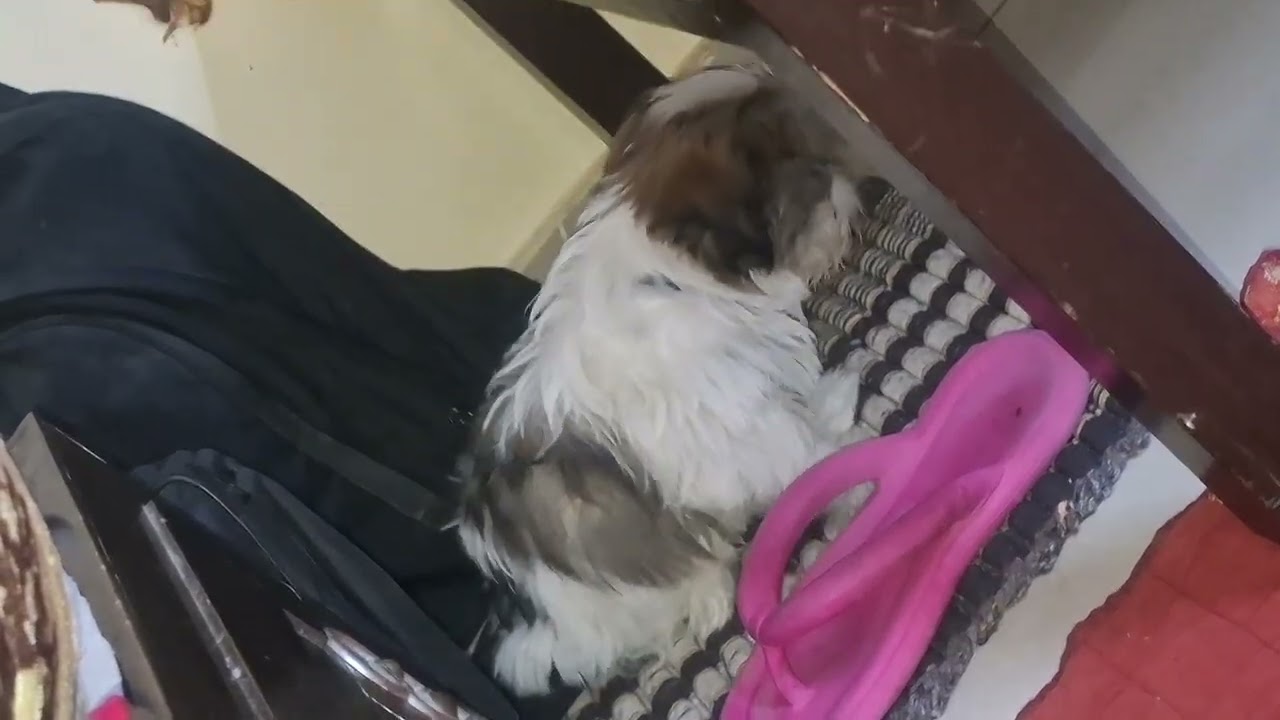 Coco ki masti 😍