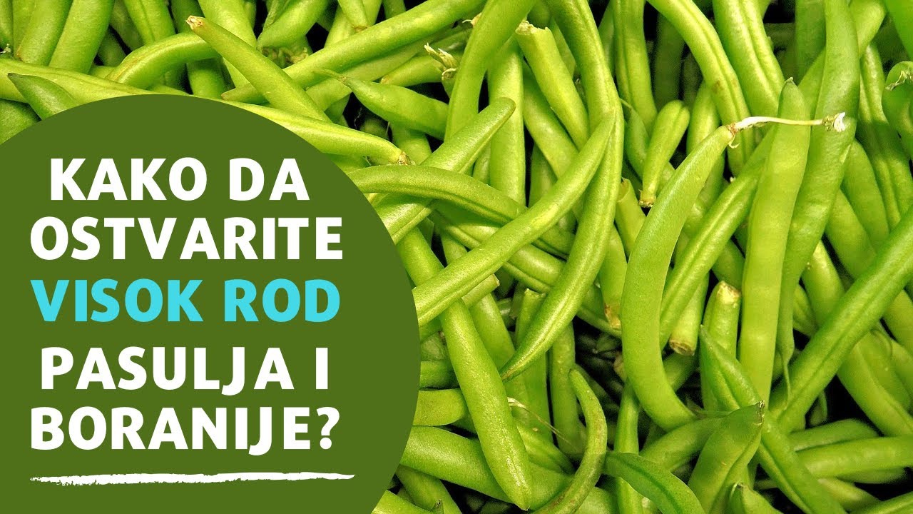 Uspe&scaron;no Gajenje Pasulja i Boranije | Sprečite Opadanje Cvetova Pravim Djubrivom | AGROmedia Ep. 617