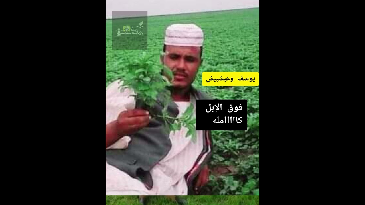 ودعبشبيش فوق الإبل