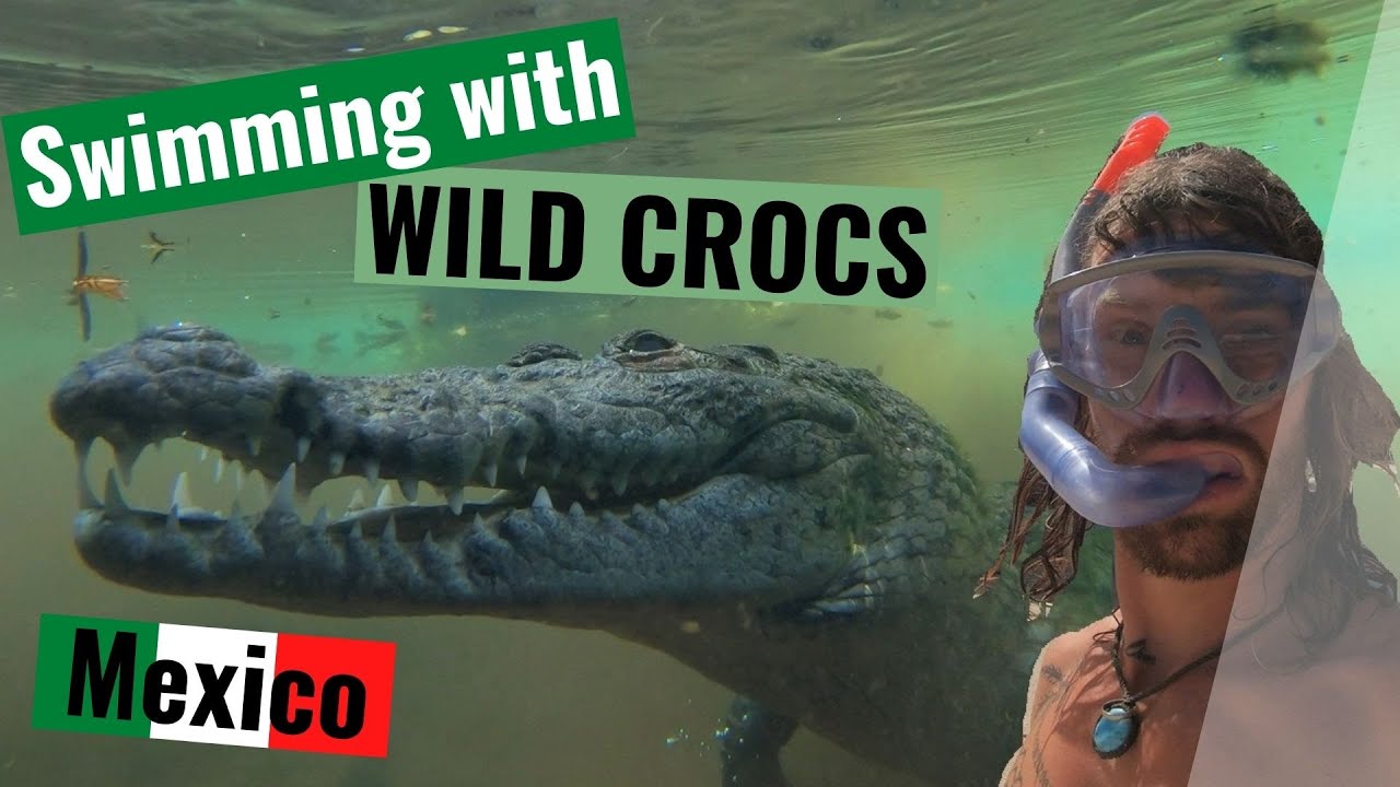 Swimming with WILD Crocodiles in Mexico #dangerous