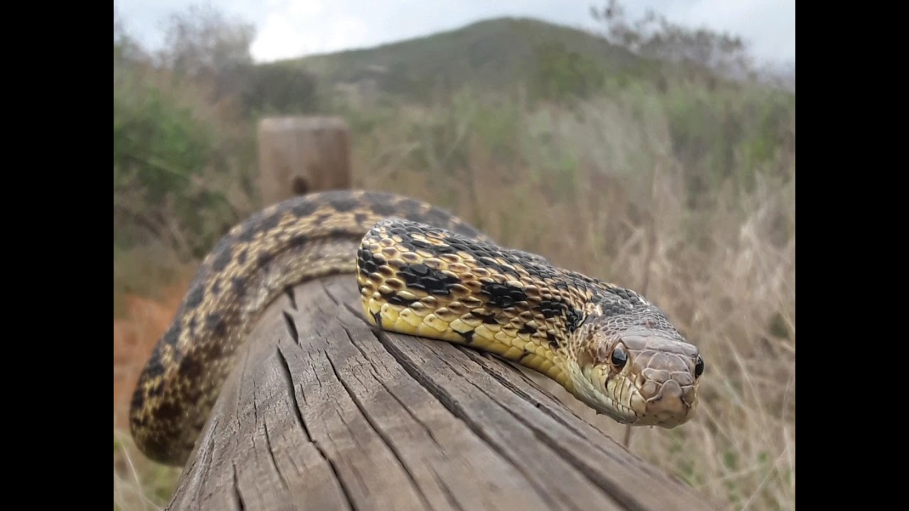 An adult San Diego Gopher Snake out in the spring searching for a mate. Herping SD.