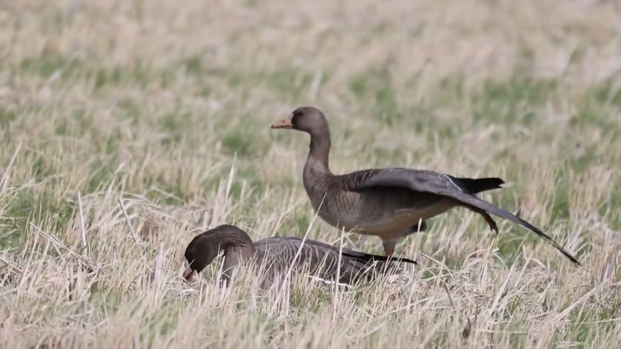 新年　早々に来た　マガン　成長2　若1の家族　動画Ⅰ