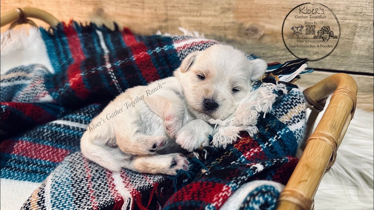 Sweet Two Week Mini Schnauzer Babies!