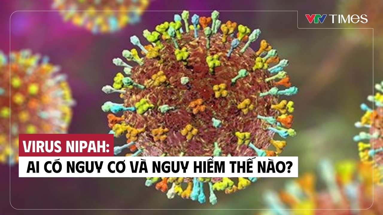 Virus Nipah: Ai có nguy cơ và nguy hiểm thế nào? | VTV Times