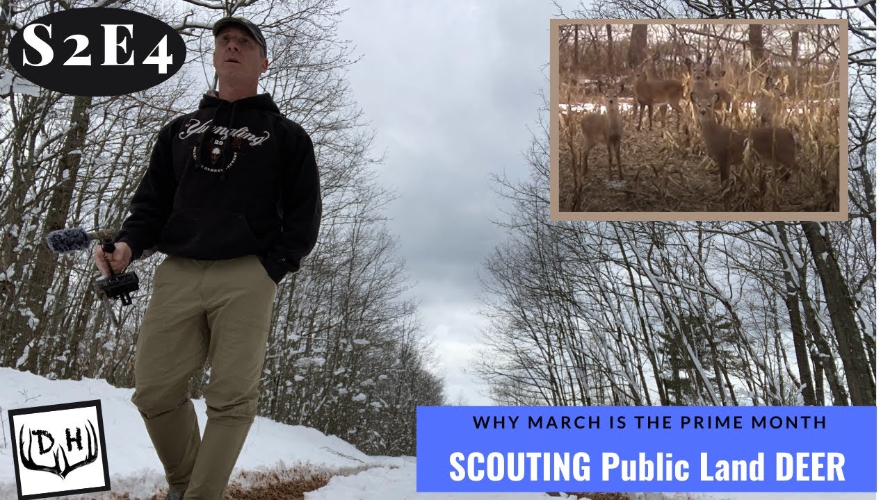 Scouting Public Land Deer Why March is the Prime Month
