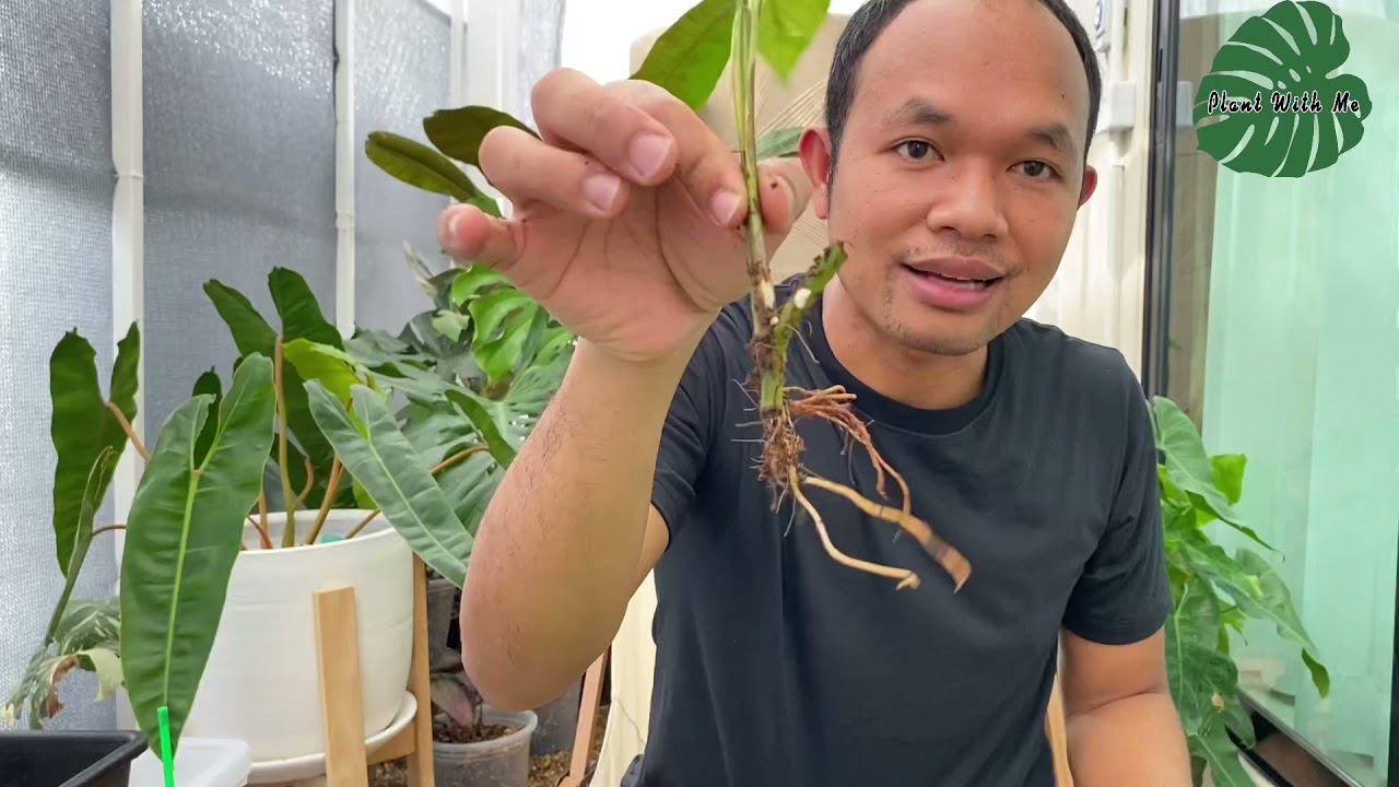 เงินไหลมาด่างเหลือง รากเน่า ใบไหม้ ทำไงดี | Plant With Me
