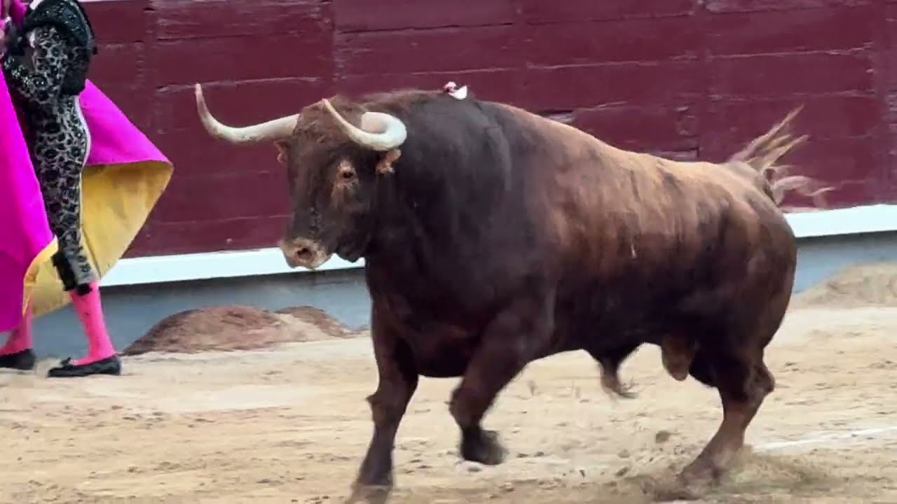 Salida 6º toro de GARCIGRANDE: 