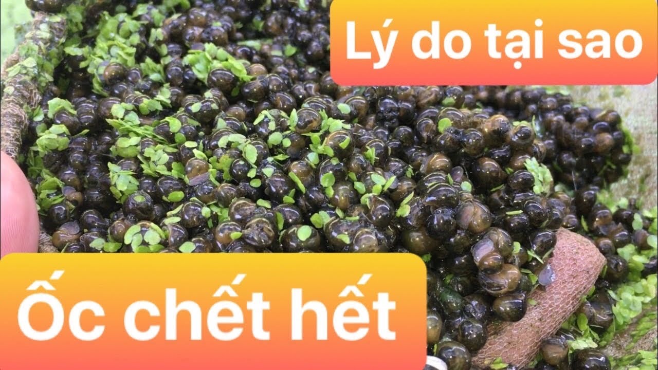 ỐC NHỒI MIỀN BẮC CHẾT HÀNG LOẠT VÌ LÝ DO GÌ | chia sẻ nghề nuôi ốc từ A đến Z