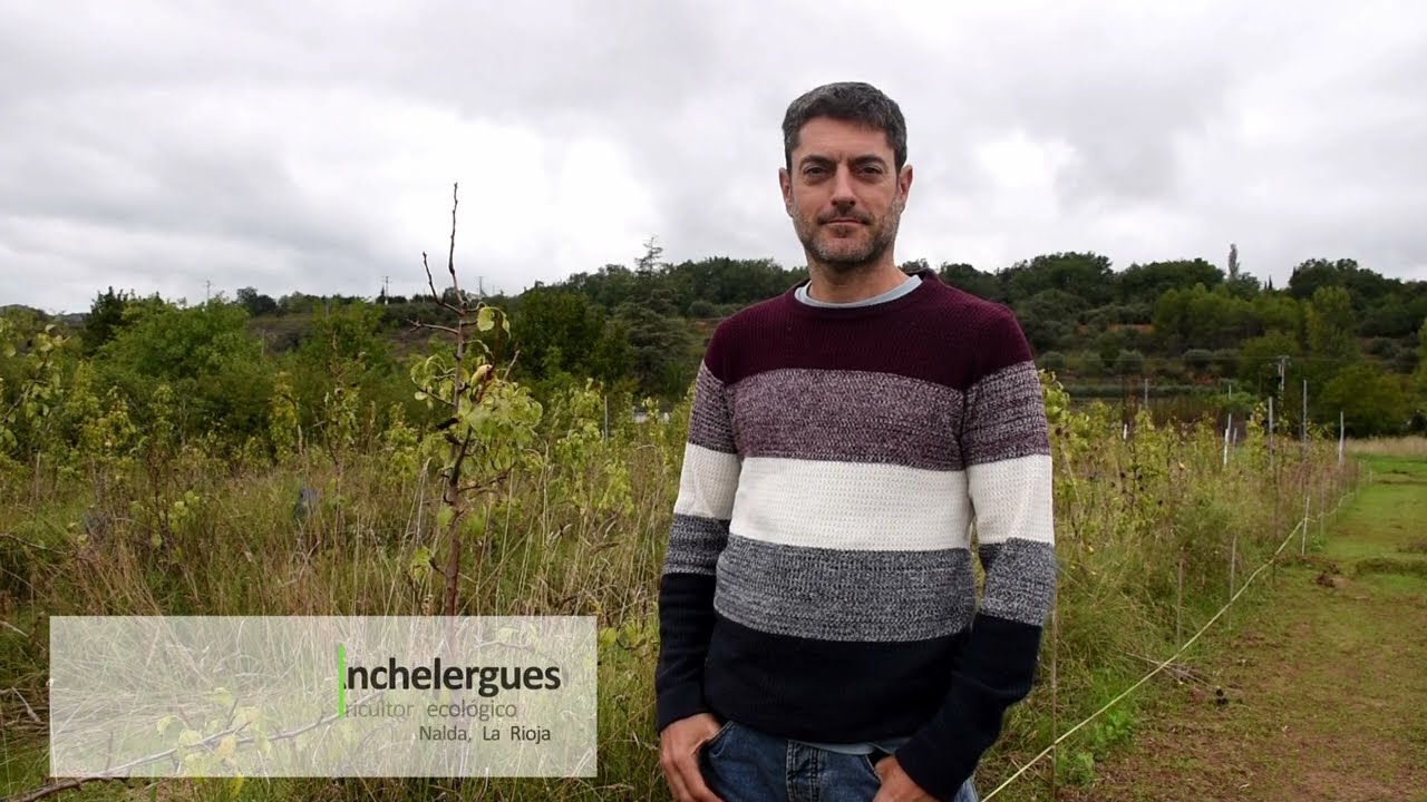 Beneficios de la asociación de guisante verde micorrizado y perales jóvenes en ecológico