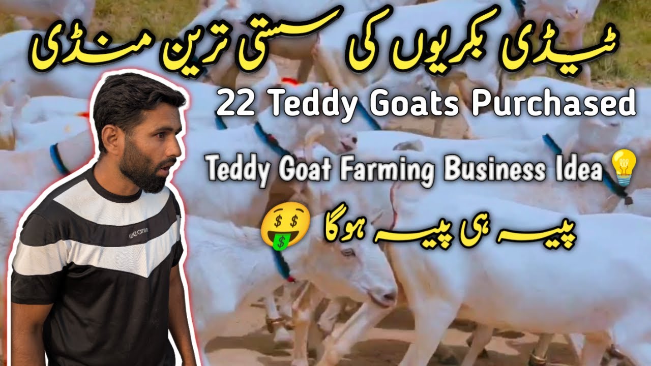 Best Teddy Goats Mandi | Sasti Mandi For Teddy Goats Perchasing