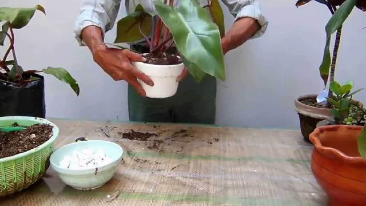 Reproducción Filodendro y Dracaenea