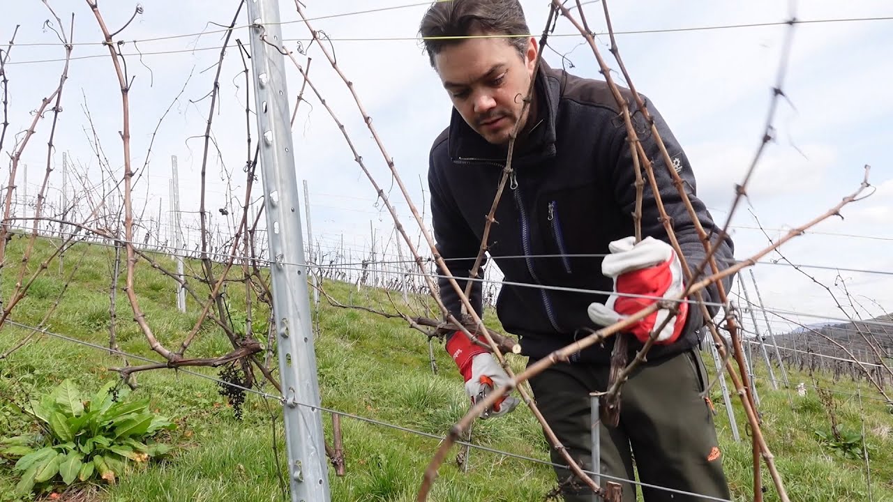 Weinreben richtig schneiden | erklärt vom Winzer!