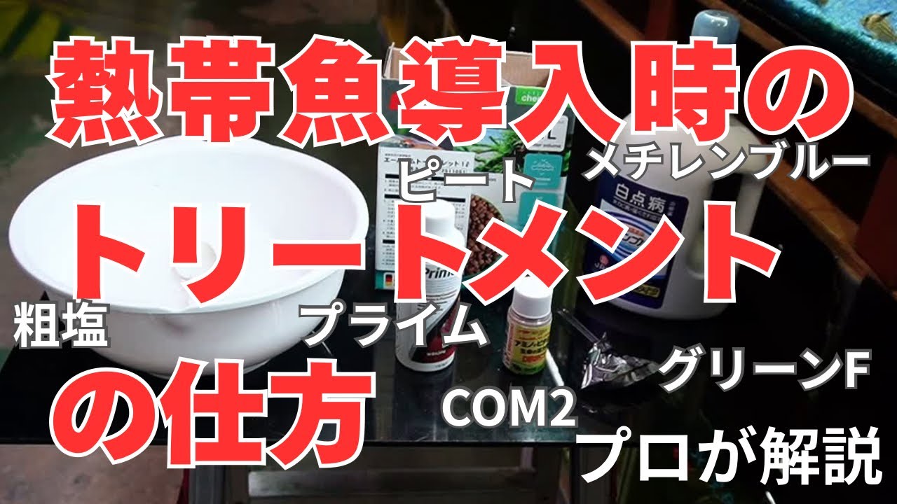 【これをすれば魚を安全に水槽へ導入可能】水あわせしかしていないアクアリストさんに是非ともやって頂きたい、お店の熱帯魚導入時のトリートメントの仕方をプロが完全解説！！
