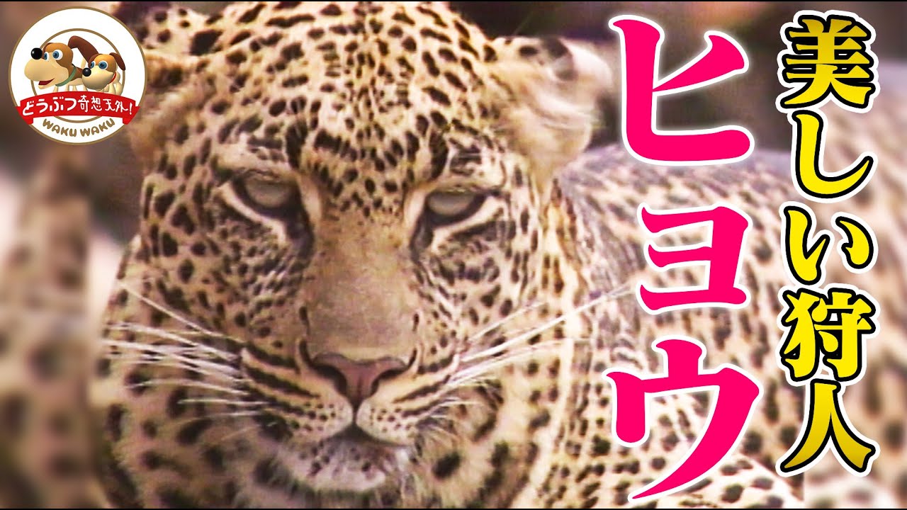 【貴重映像】音もなく忍び寄る恐怖&hellip;美しい狩人・ヒョウの本当の姿！衝撃のカムフラージュから子育てまで【どうぶつ奇想天外／WAKUWAKU】