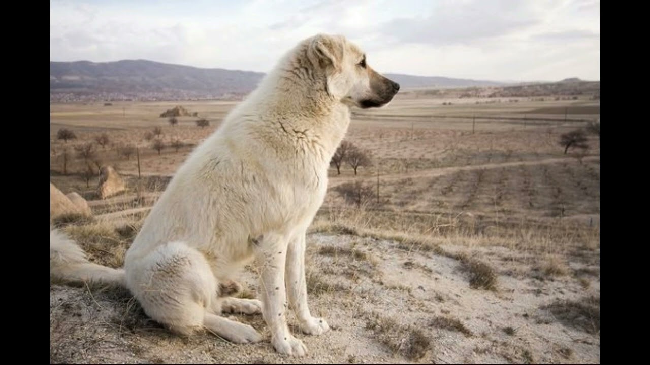 Kangal | Rase De Caini Pentru Paza Si Protectie