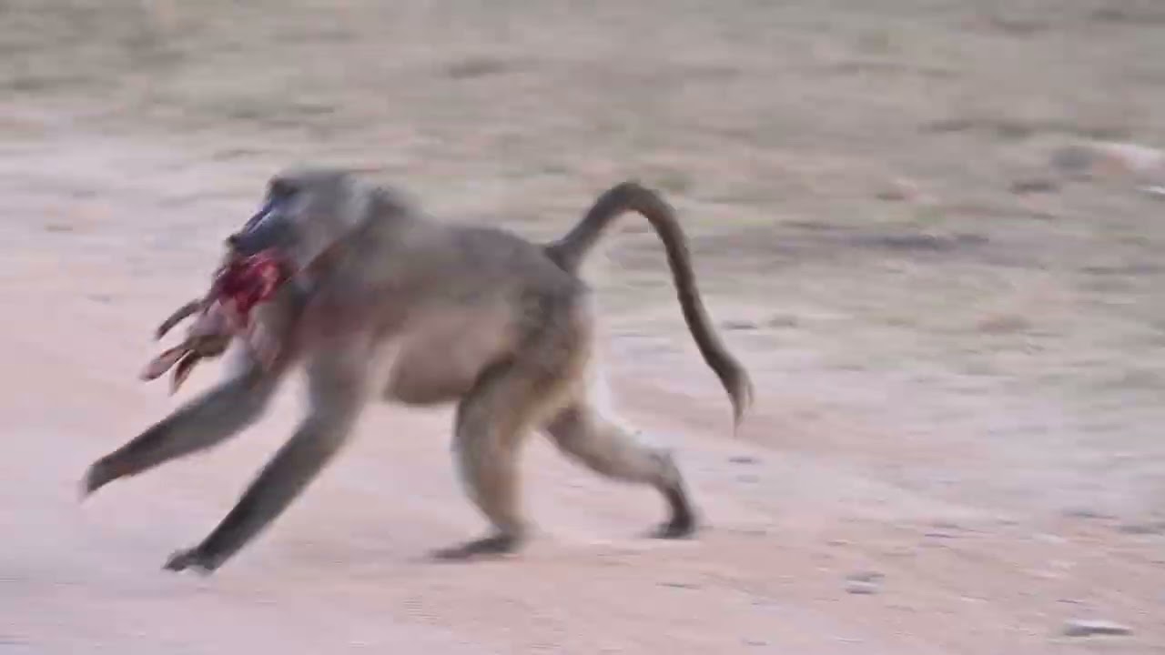 Kruger National Park - May 2025 (Part 05)