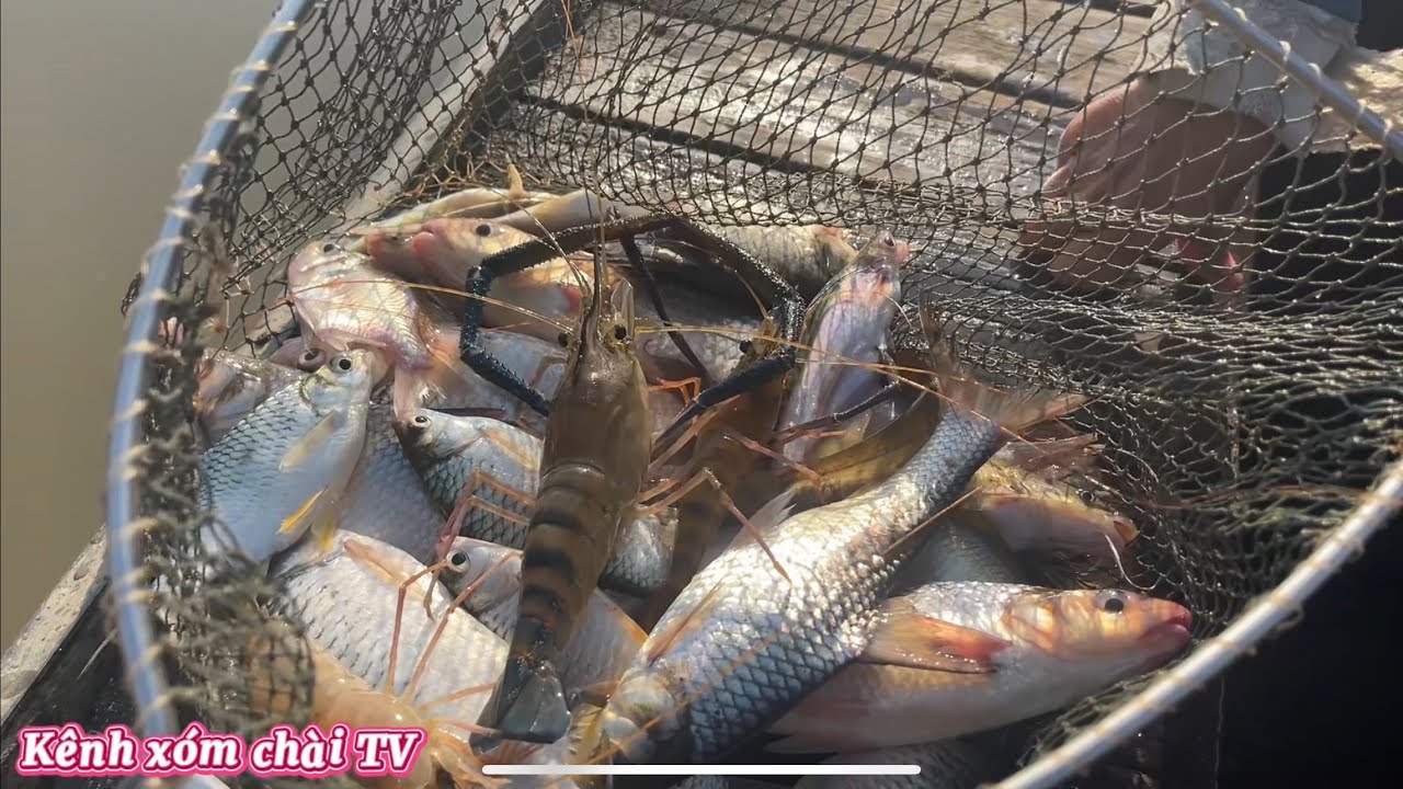 Một Ngày Đi chài Bắt Đủ loại Cá Ngon#fishing #mientay #xomchaitv 