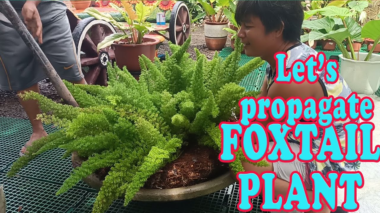 Let's propagate FOXTAIL plant