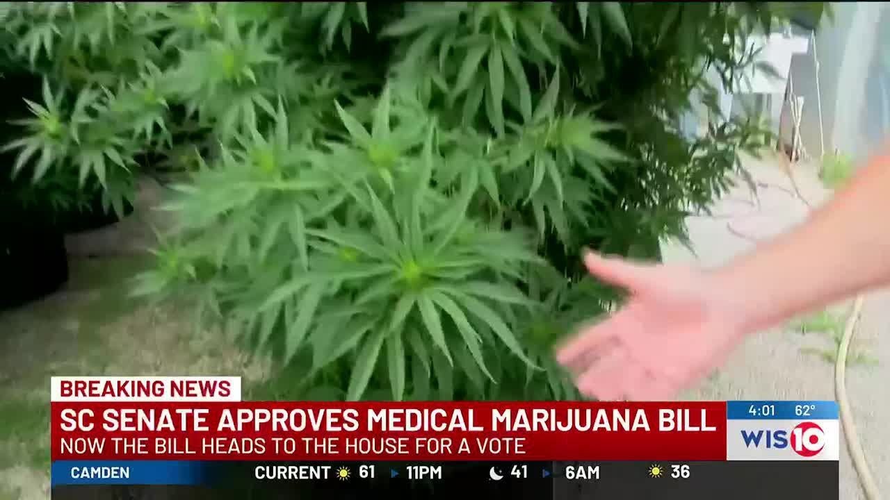 Medical Marijuana bill passes SC Senate