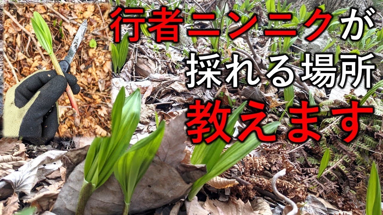 行者ニンニクの採れる場所を教えます｜行者ニンニクスポットの見つけ方や採り方見分け方について