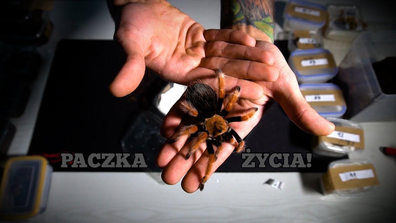 Paczka NIESPODZIANKA #29 Cały karton WIELKICH ptaszników!