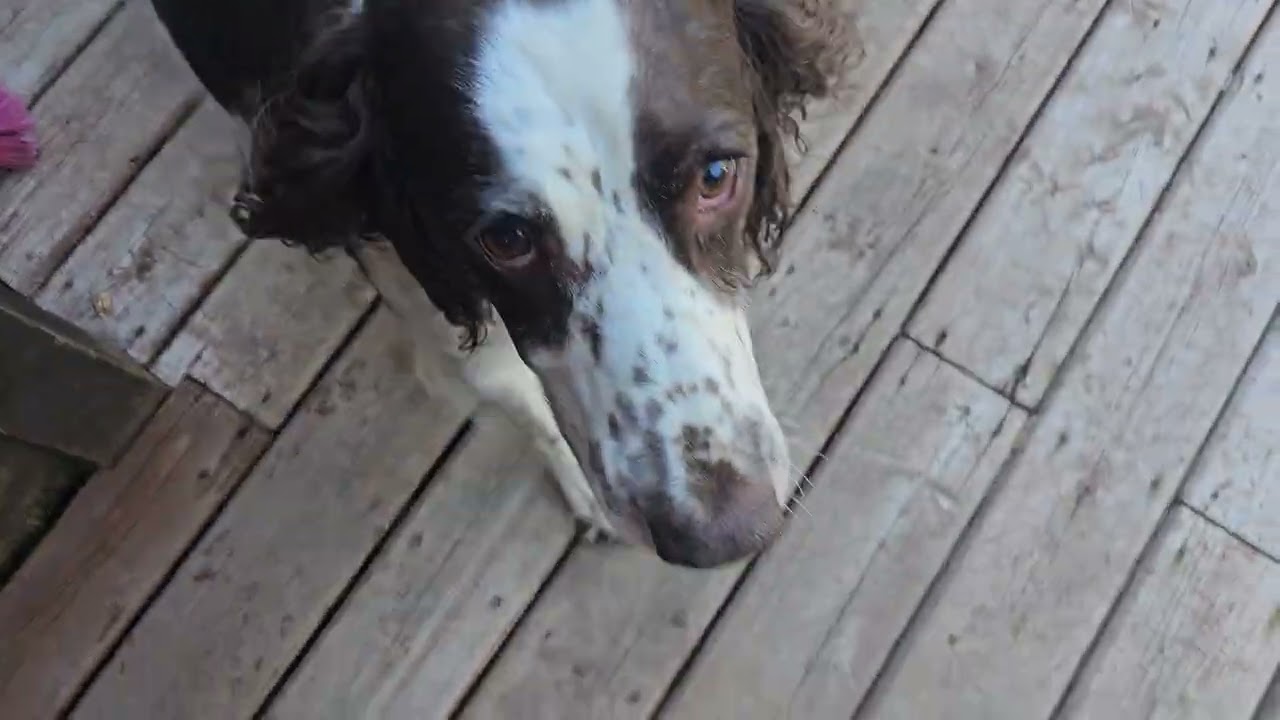 Edward talking at me &Spaniels Wrestling??!! All because I want to drink my coffee before walking.