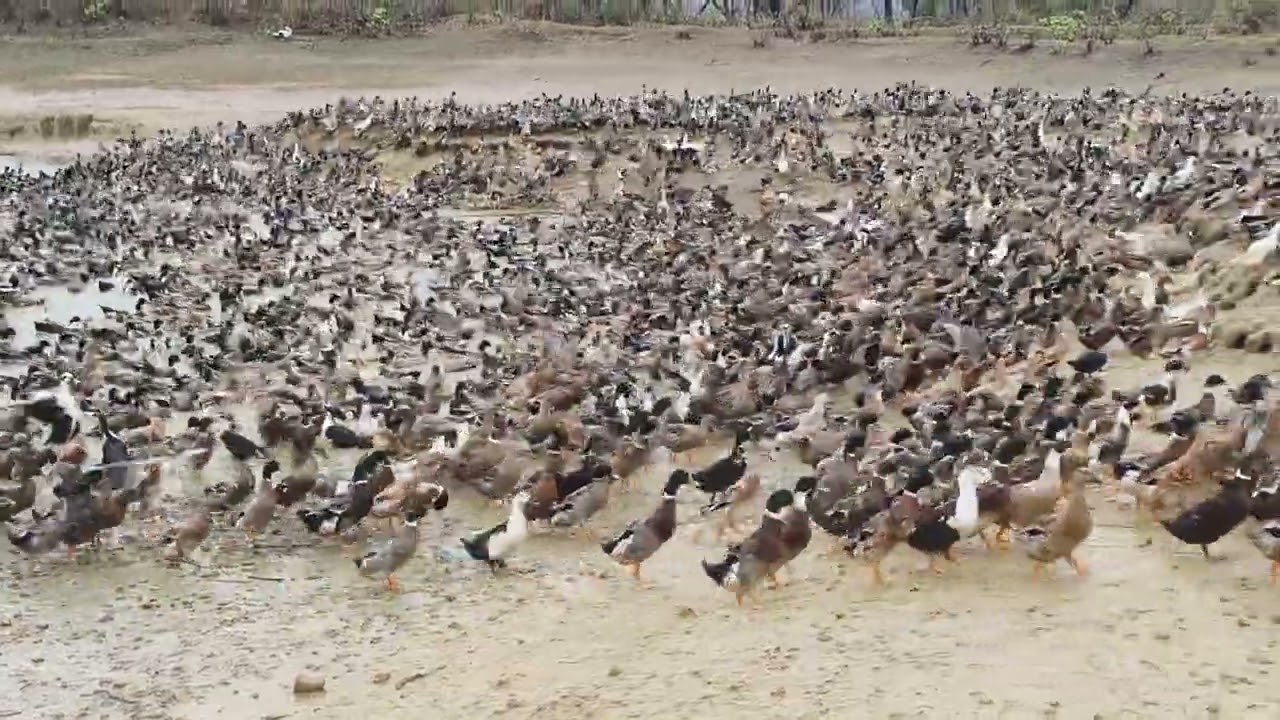 Has bara Urma holselar Duck buisness in purulia #duck#video