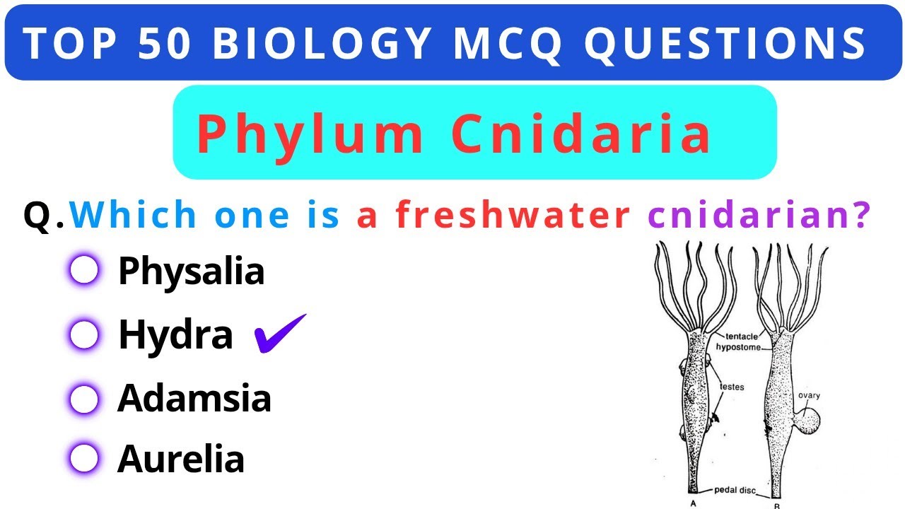 Phylum Cnidaria Top 50 MCQ for Competitive Exams | Biology MCQ| Animal Kingdom MCQ