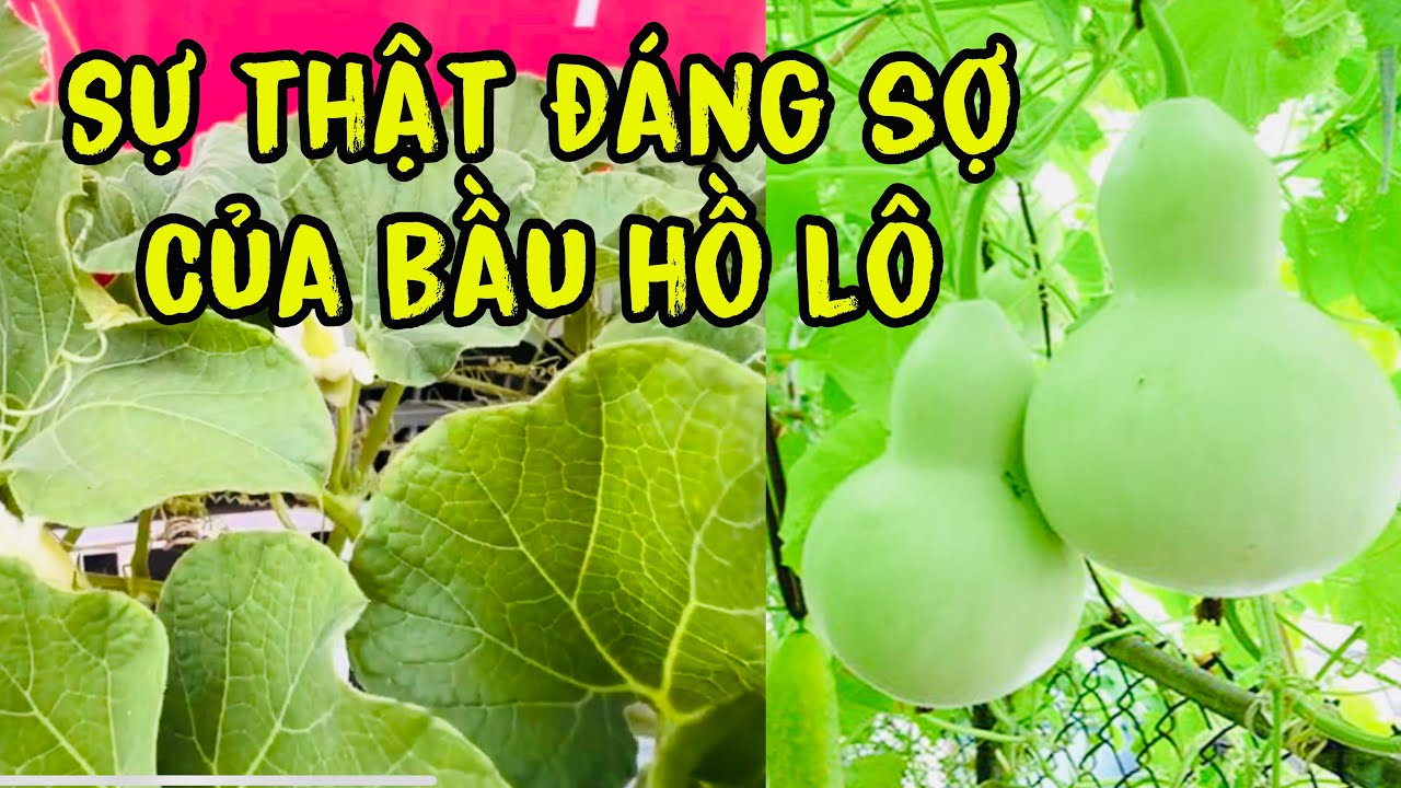 Sự thật khi trồng bầu hồ lô các bạn cần anh biết