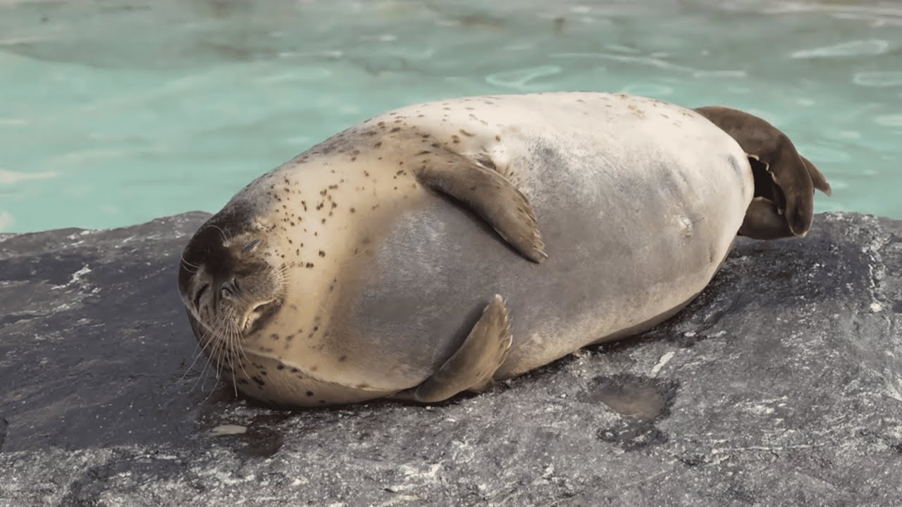 점박이물범의 낮잠 시간 Spotted seals take an afternoon nap