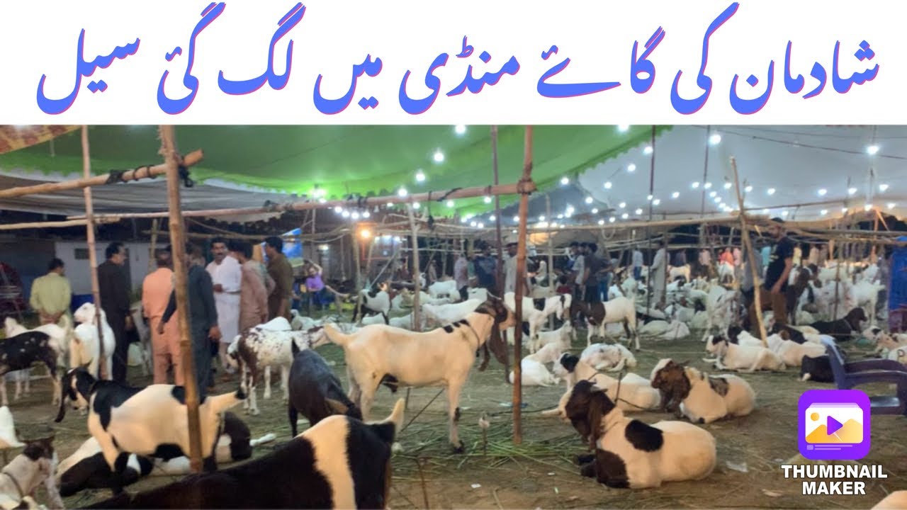Shadman ki bakra mandi visit,sale laga di#cowsalevideo @zahrawaqar