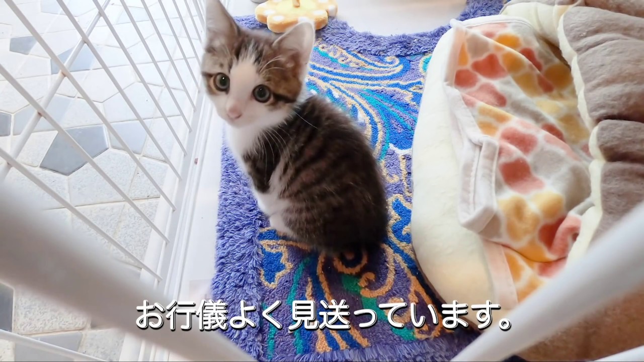 飼い主を見送る子猫