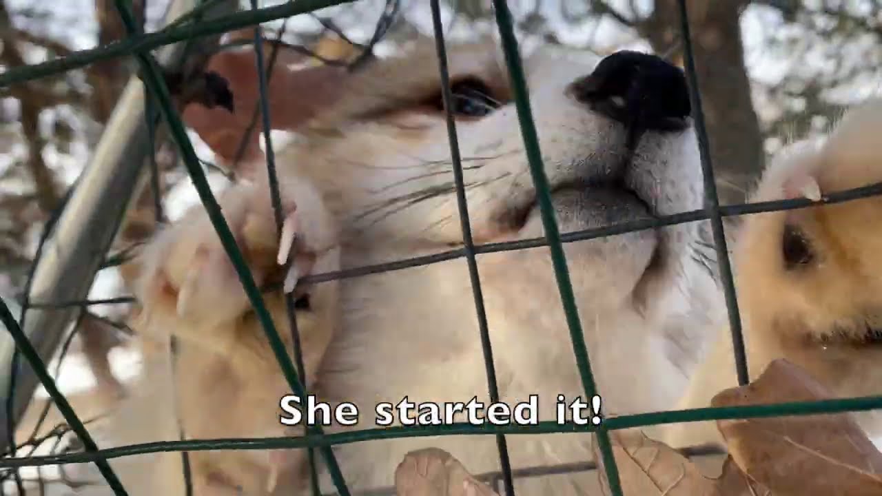 Squirrel versus Fox