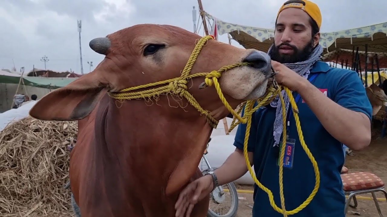 Apna Janwar Lyny K Lye Bharpoor Bargaining | AR Maani