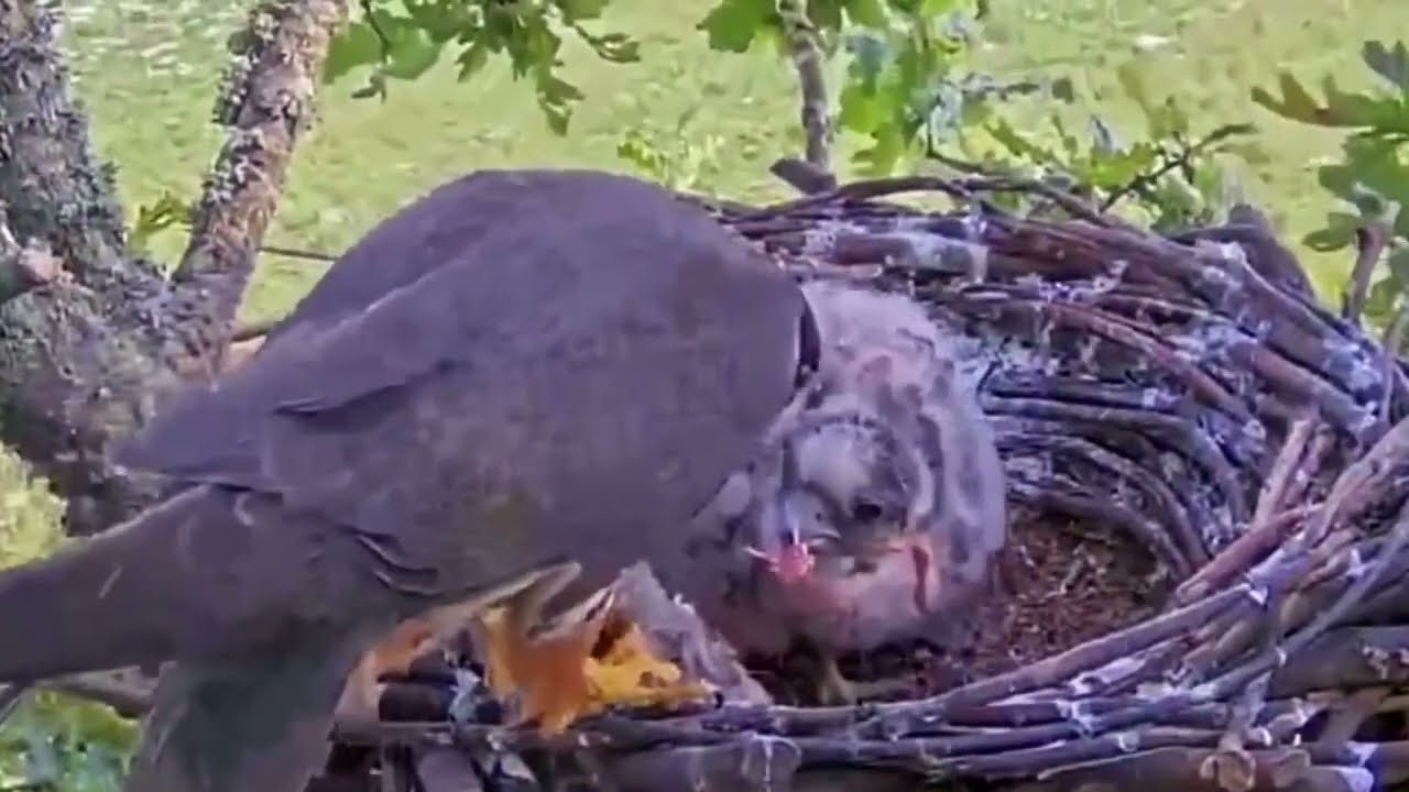 #falcon Cam4#115 Review baby birds in the nest - Dad and mother brings food to feed their chicks
