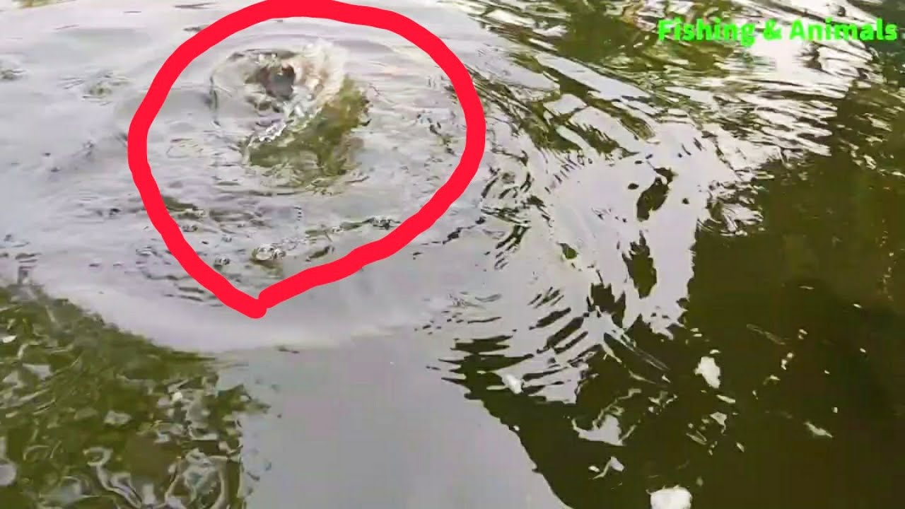 Hybrid Magur  Fish Farming in Bangladesh | Catfish Eating Food in Pond