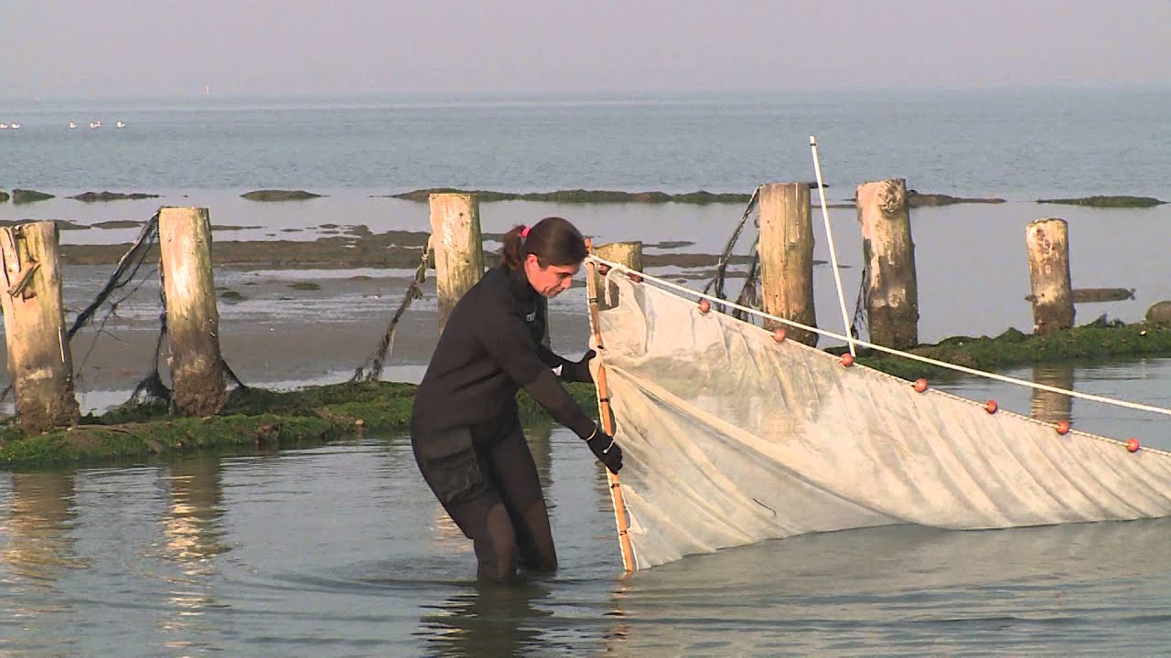 Campionamento della fauna ittica con rete a tratta manuale- TUTORIAL