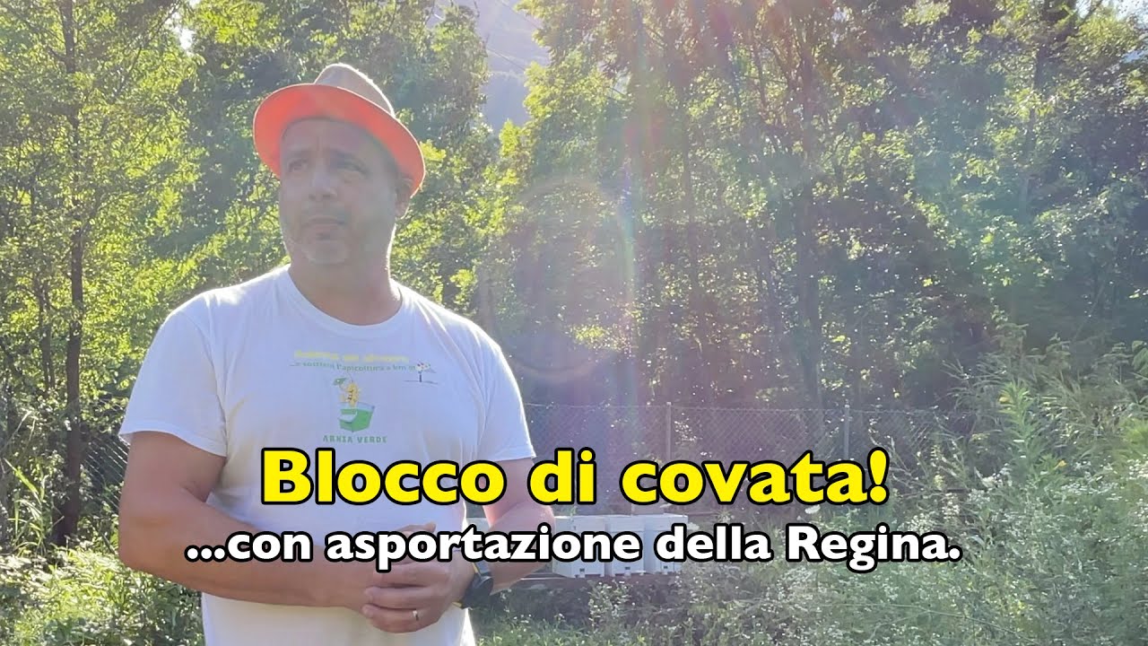 Blocco di covata con asportazione della Regina