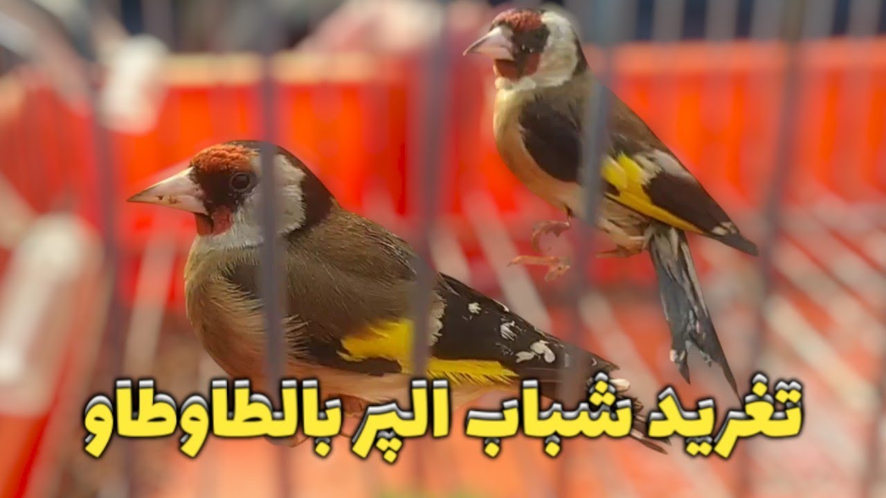 شون نقي للتسميع سيكتور پريالة طاوطاو | مقنين زمان