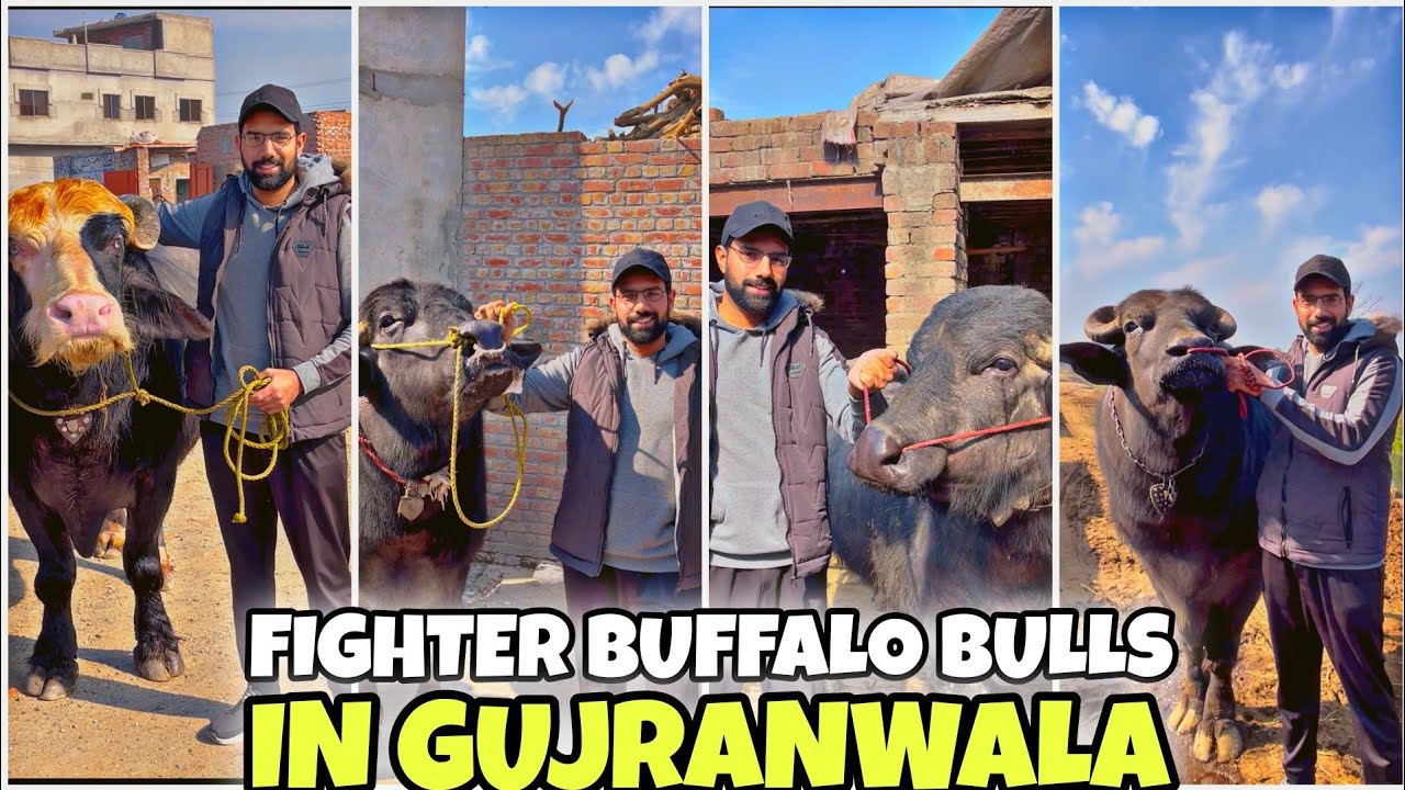 BIGGEST FIGHTER BUFFALO BULLS OF GUJRANWALA 🐂